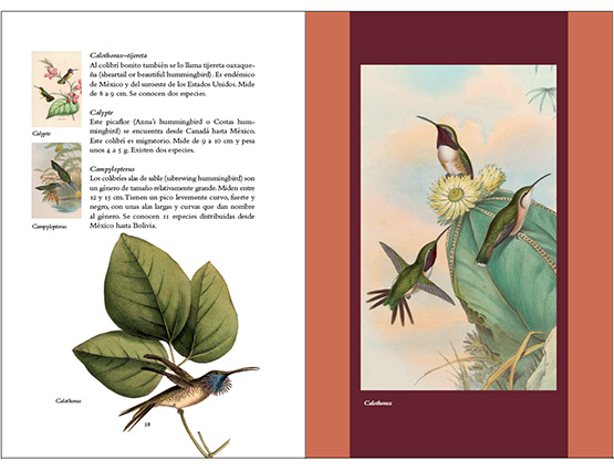 Guía de picaflores y colibríes