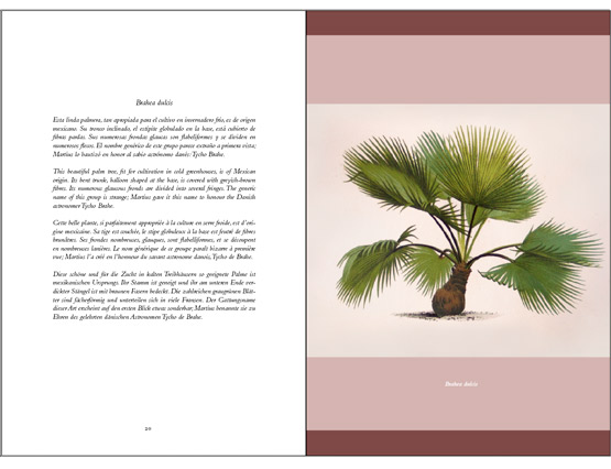 Palmeras - Palm Trees - Les palmiers - Palmen